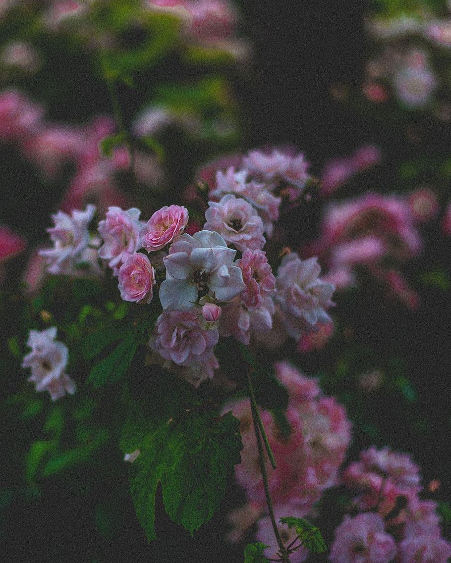 HD wallpaper: verona, italy, flowers, nature, pink, green, tumblr