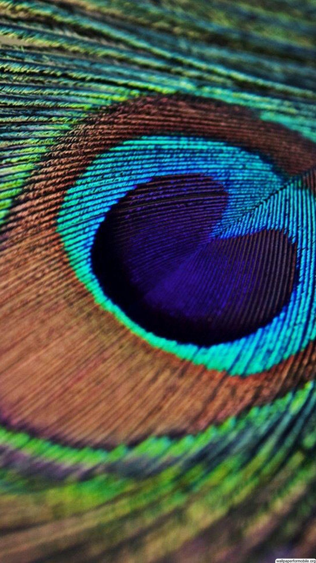 Peacock Feather Wallpaper