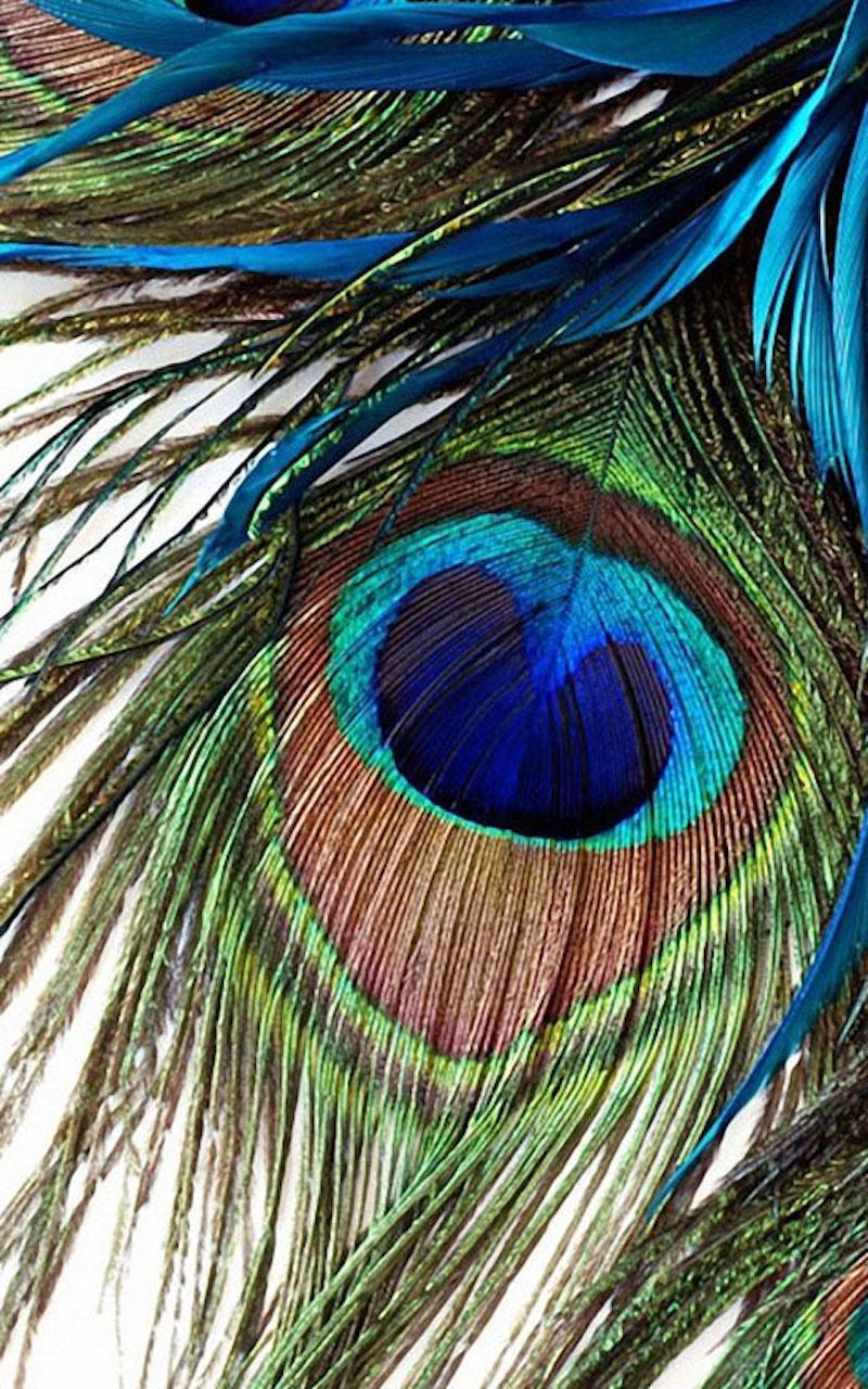 Peacock Feather Mobile Wallpapers Wallpaper Cave