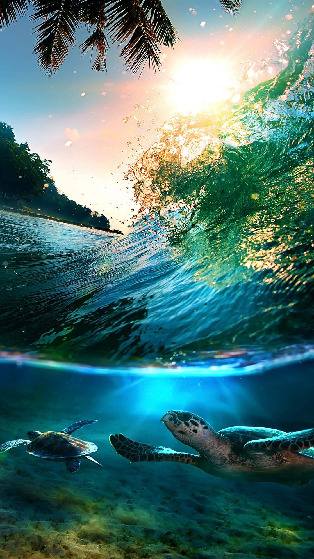 Free download Tropical Sea Island Turtles iPhone 6 Plus HD