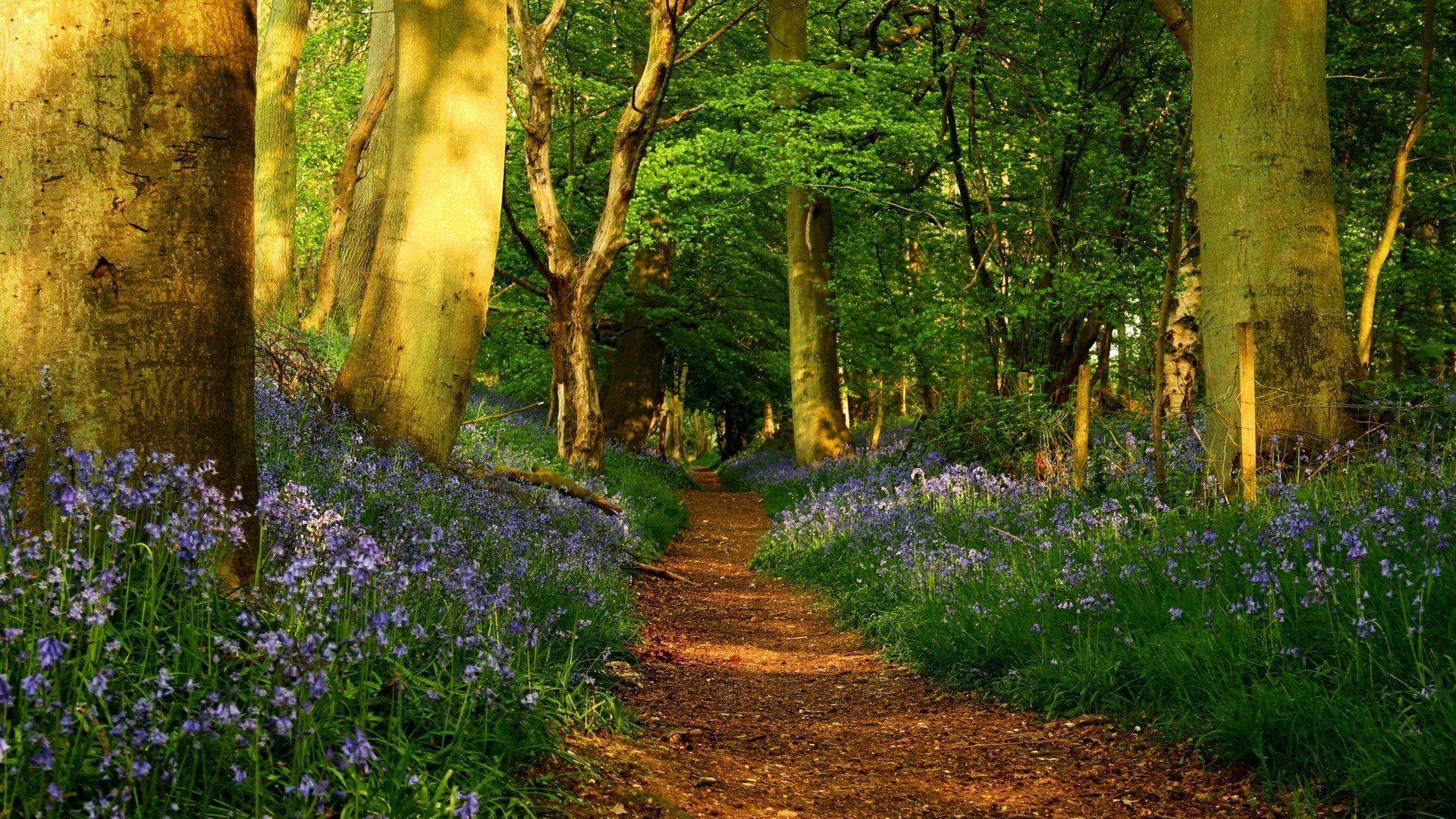 Spring Forest Landscape Wallpaper at