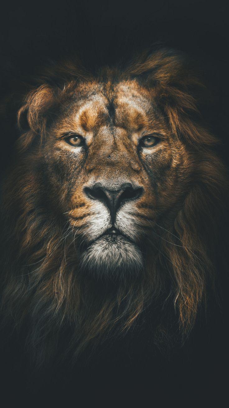 Android Wallpaper - #Animals lion, muzzle, mane #android