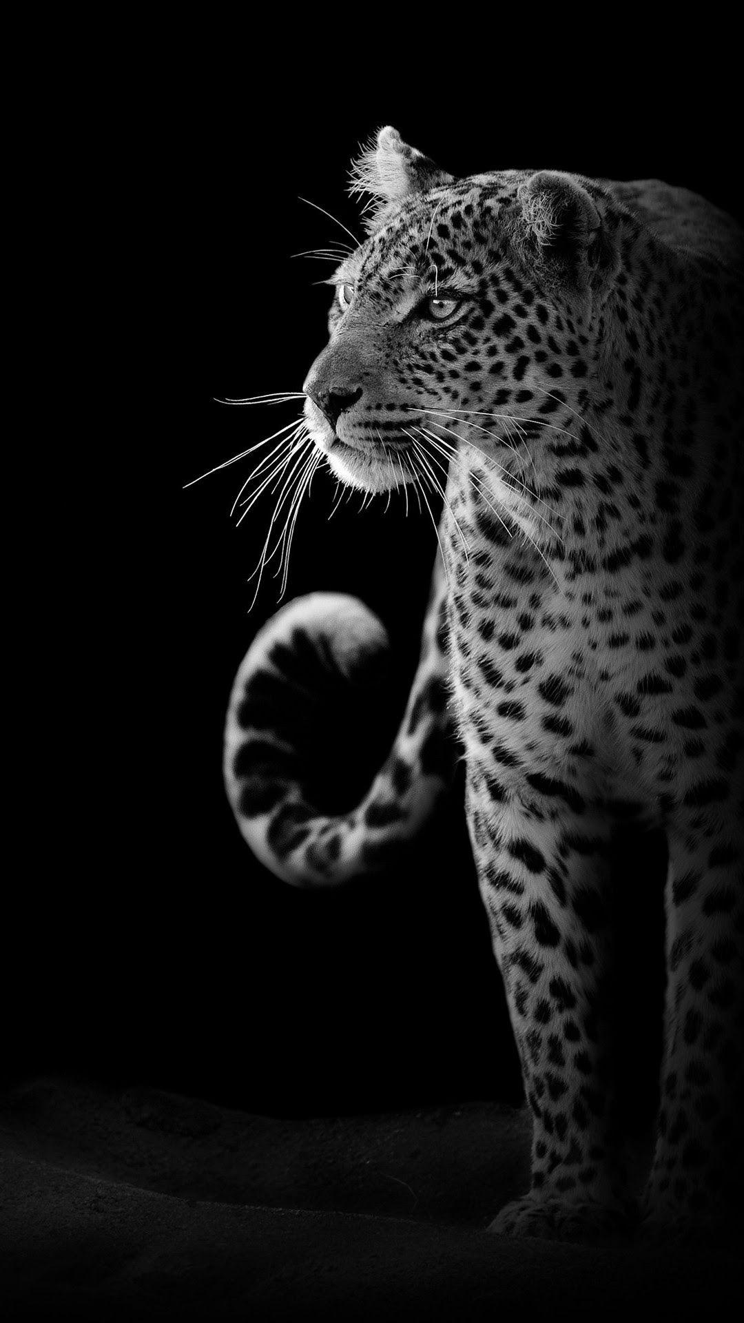 Wildlife Android Wallpapers - Wallpaper Cave