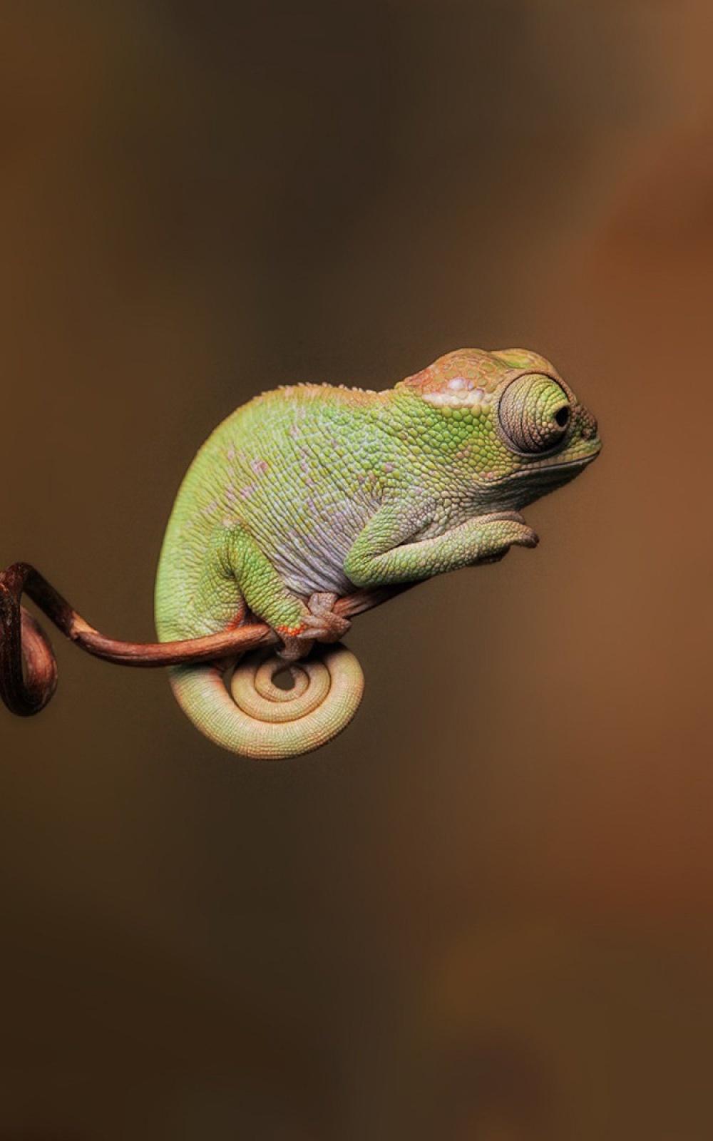 Chameleons Colors Wildlife Mobile Wallpaper