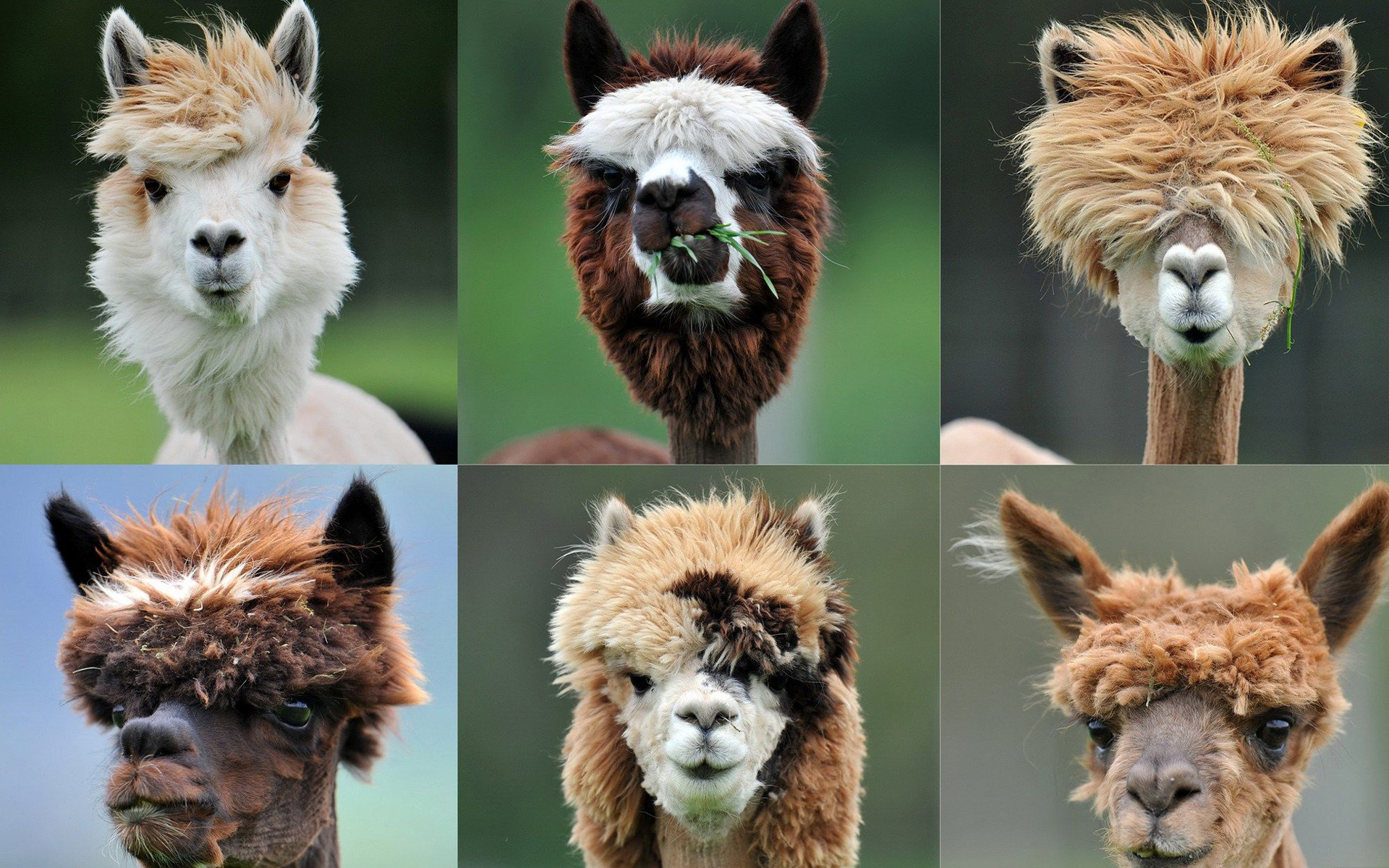 Alpaca Hair Style Wallpaper HD / Desktop and Mobile Background