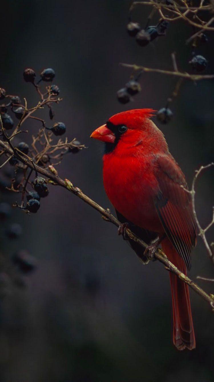 Red Cardinal Bird Wallpaper / Background for phones
