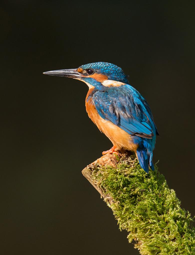 Desktop Wallpaper Common Kingfisher bird Animals