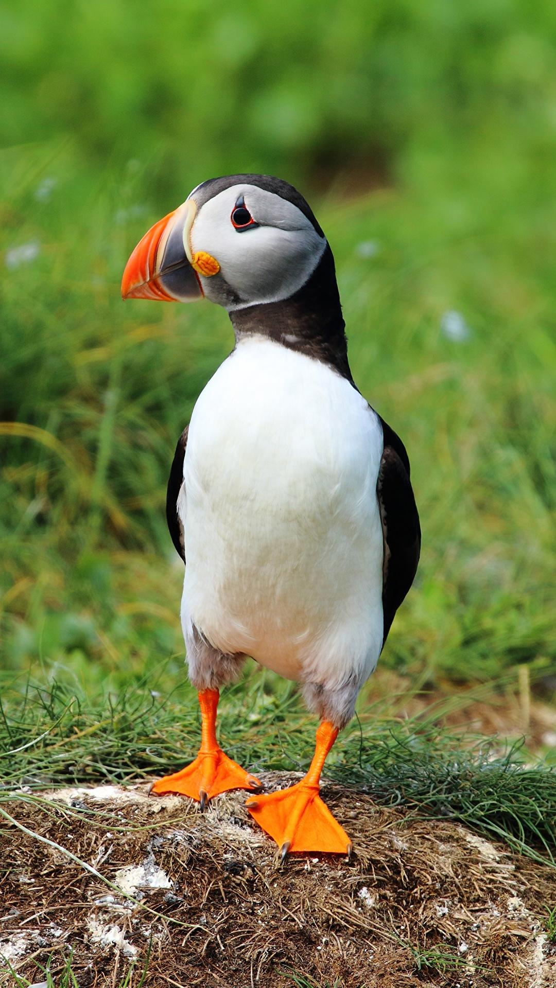 Wallpaper Birds Puffin Animals 1080x1920