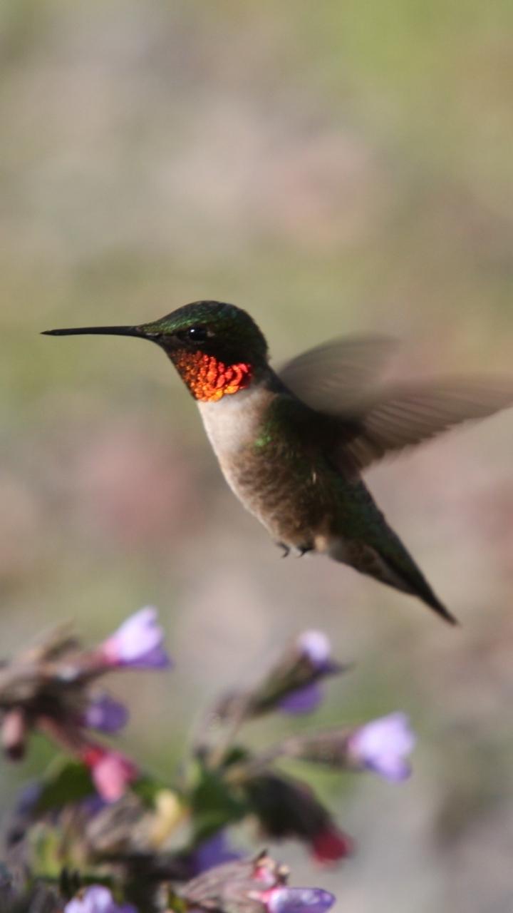 Humming Bird Animal Wallpaper