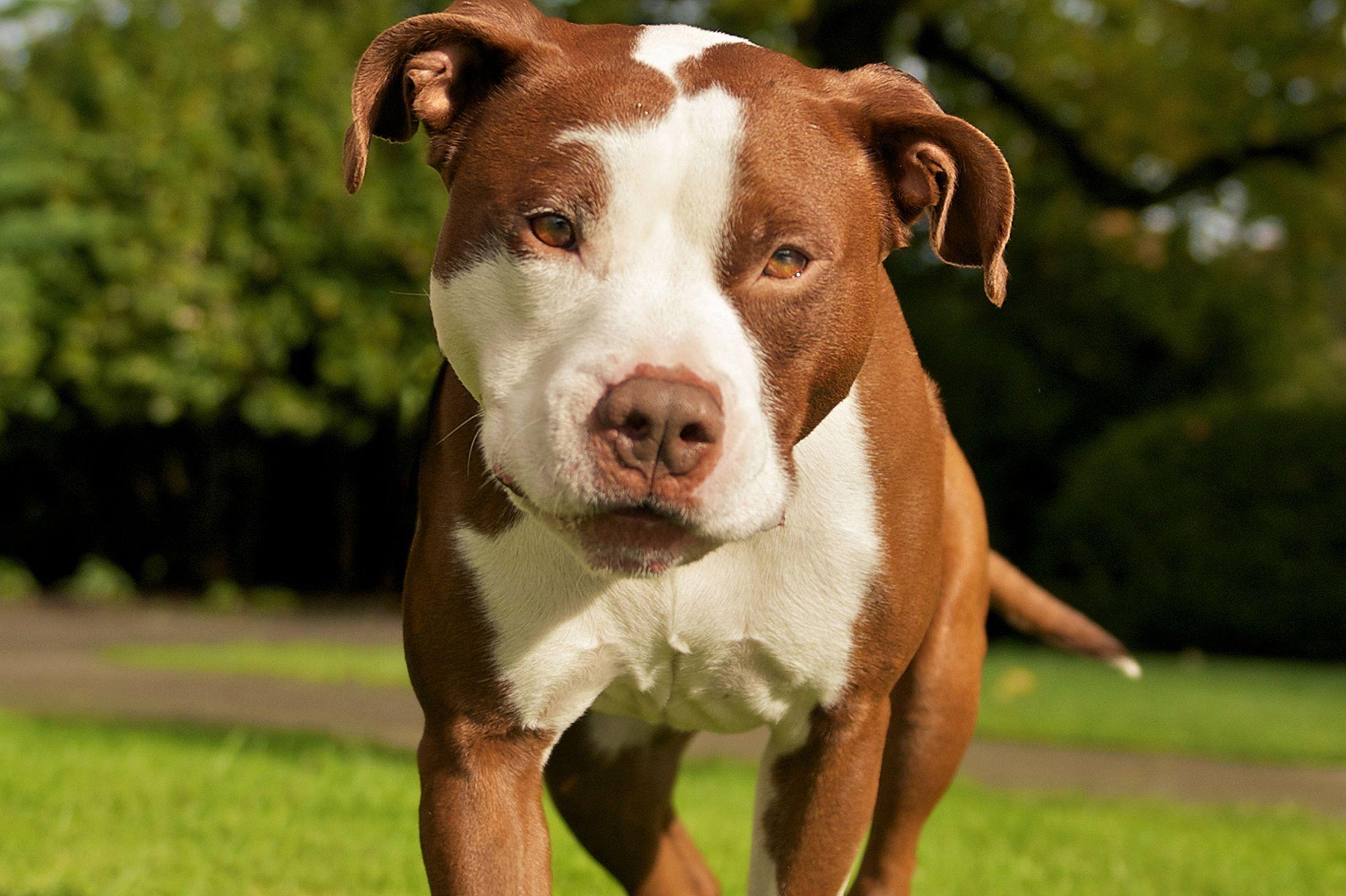 Pitbull Dog 4091627 Wallpaper For Free Dogs Brown