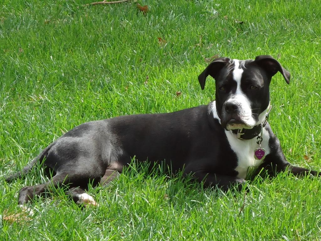 black and white pitbull boxer mix