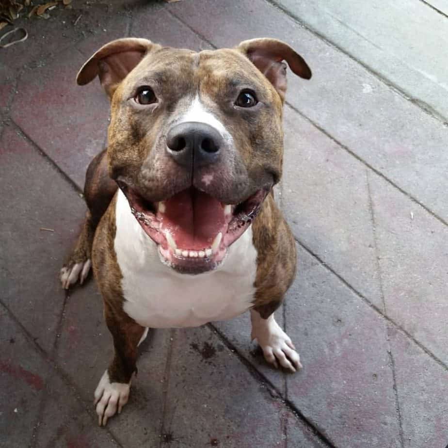 black pit boxer mix