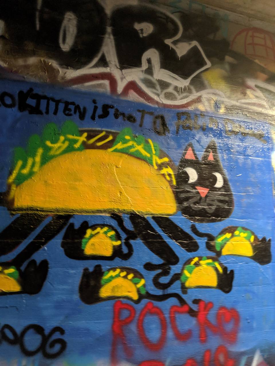 Taco cat wallpaper