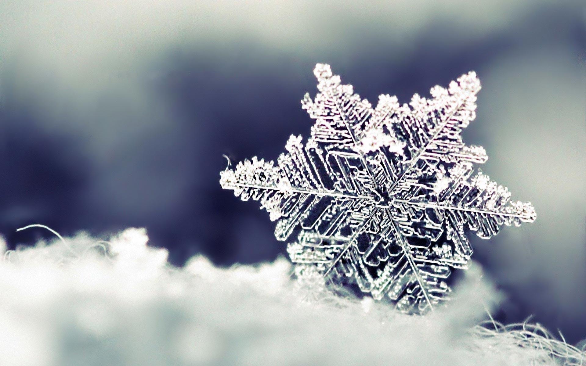 Snowflake up close!!. Nature. Winter photography