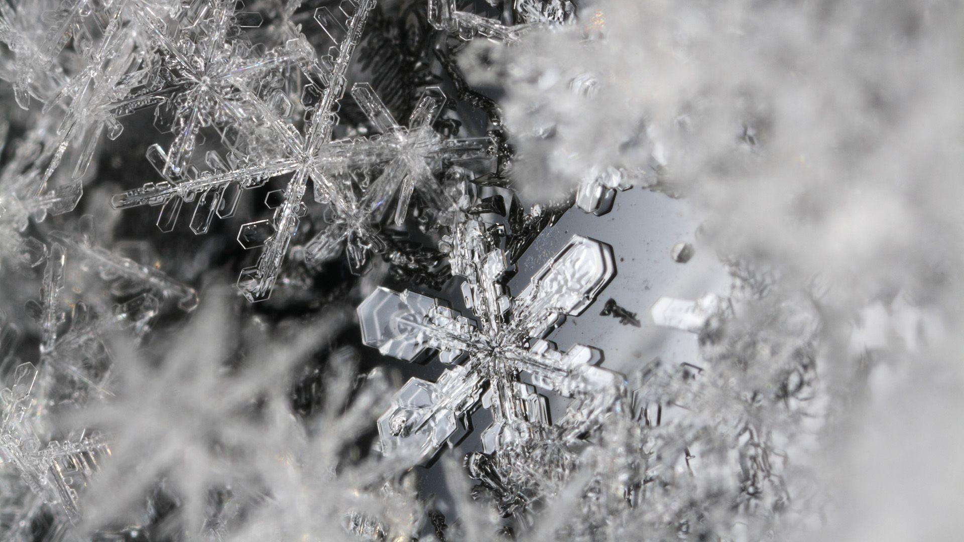 Beautiful Real Snowflake Falling. Snowflakes, Snowflake