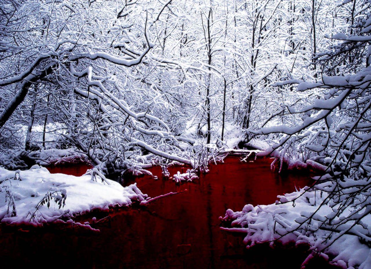 Red Winter Trees Wallpapers - Wallpaper Cave