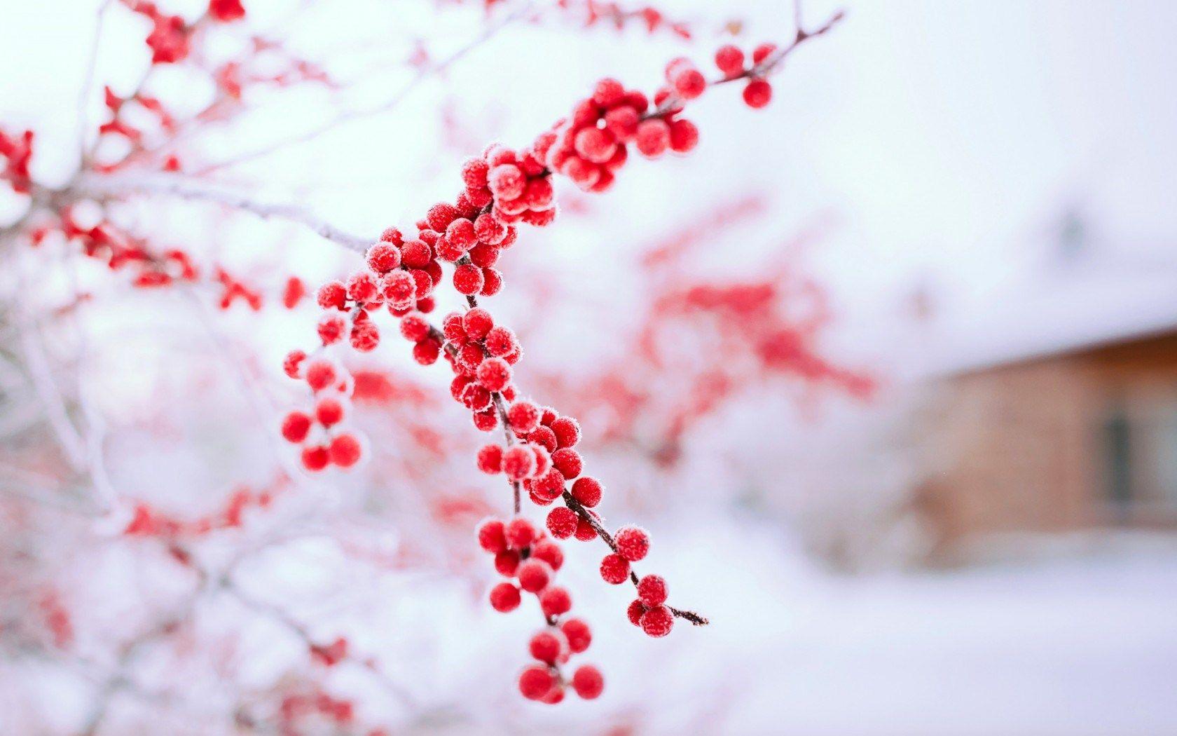 Red Winter Wallpaper Free Red Winter Background