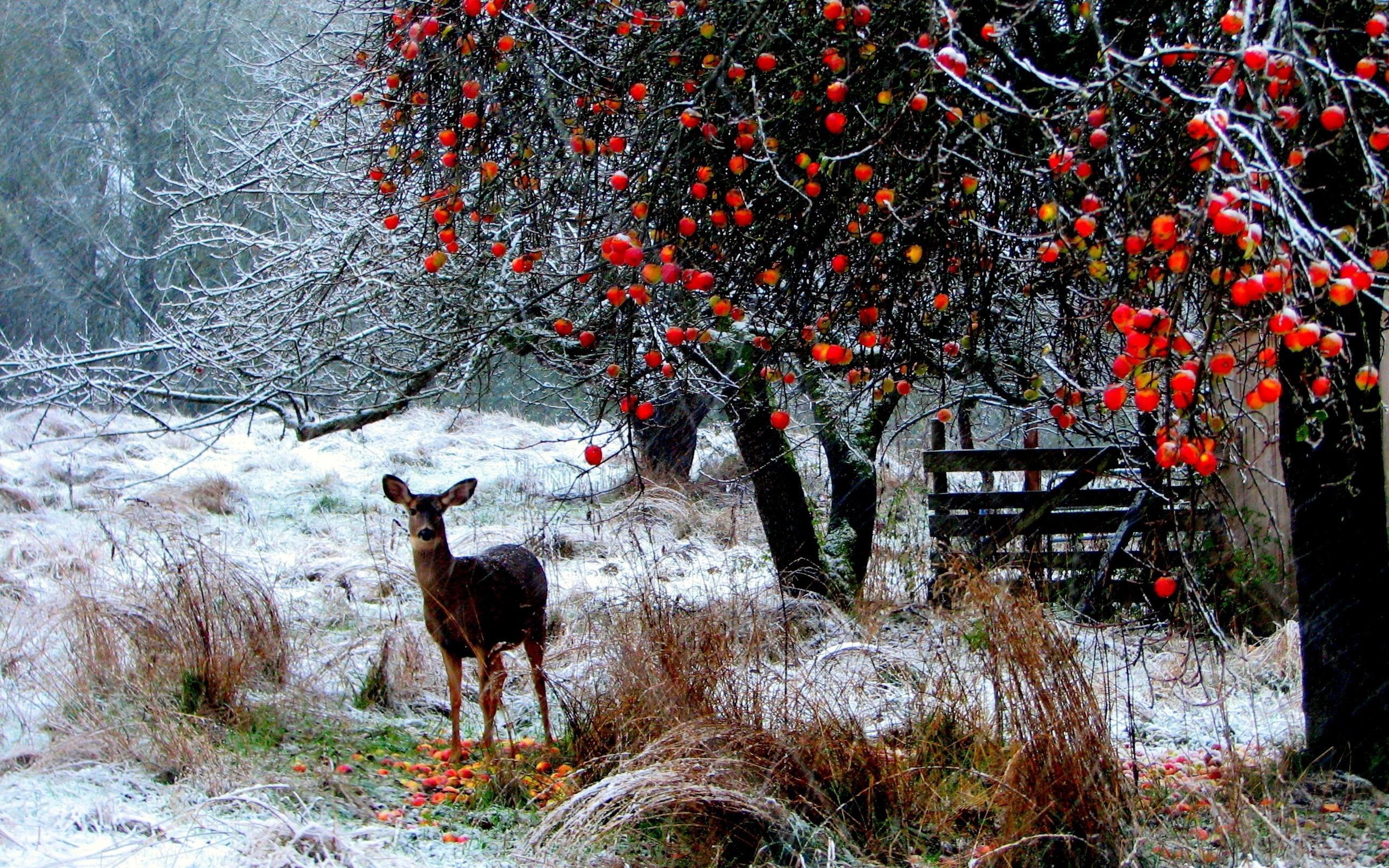Download wallpaper 2560x1600 deer, winter, snow, walk