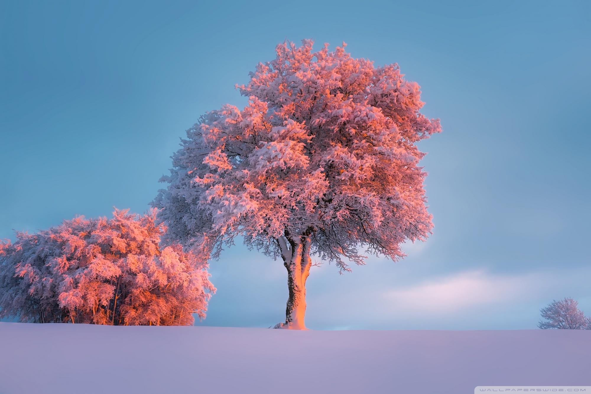 Trees, Winter, Pink Sunset Ultra HD Desktop Background Wallpaper