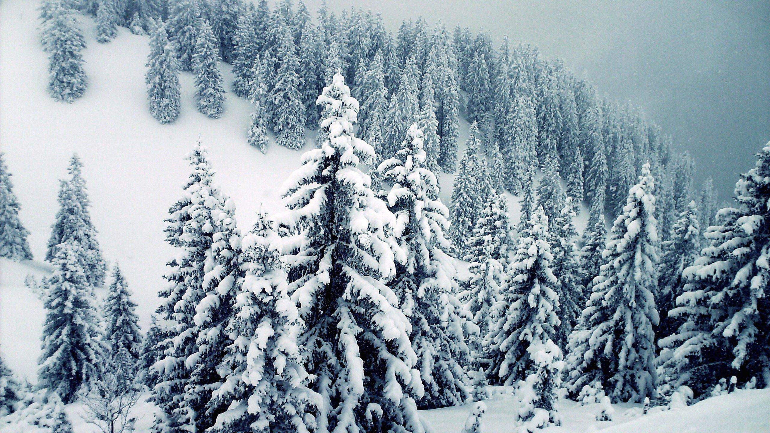 Snow Covered Winter Trees Wallpapers - Wallpaper Cave