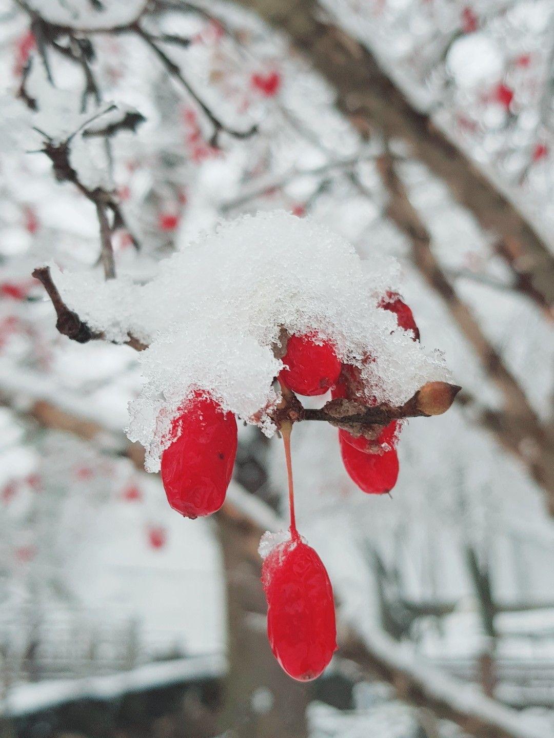Pop of red #winter #berries #aesthetic Holiday spirit in the nature. First snow in Korea, make a wish darling♡♡♡. Korea wallpaper, Snow in korea, Aesthetic korea