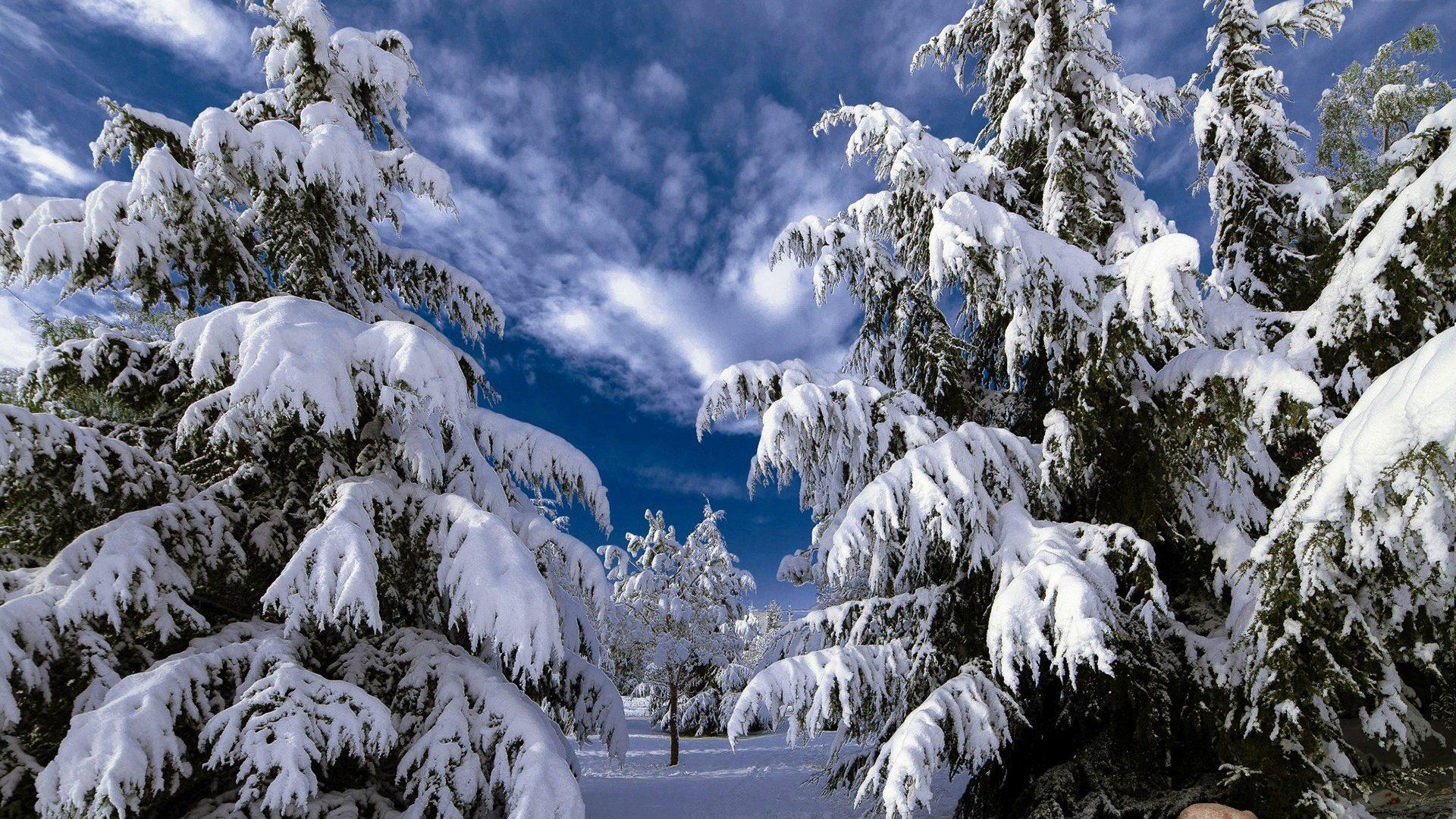Pine Trees Snow Snowy Tree Winter Nature Landscapes