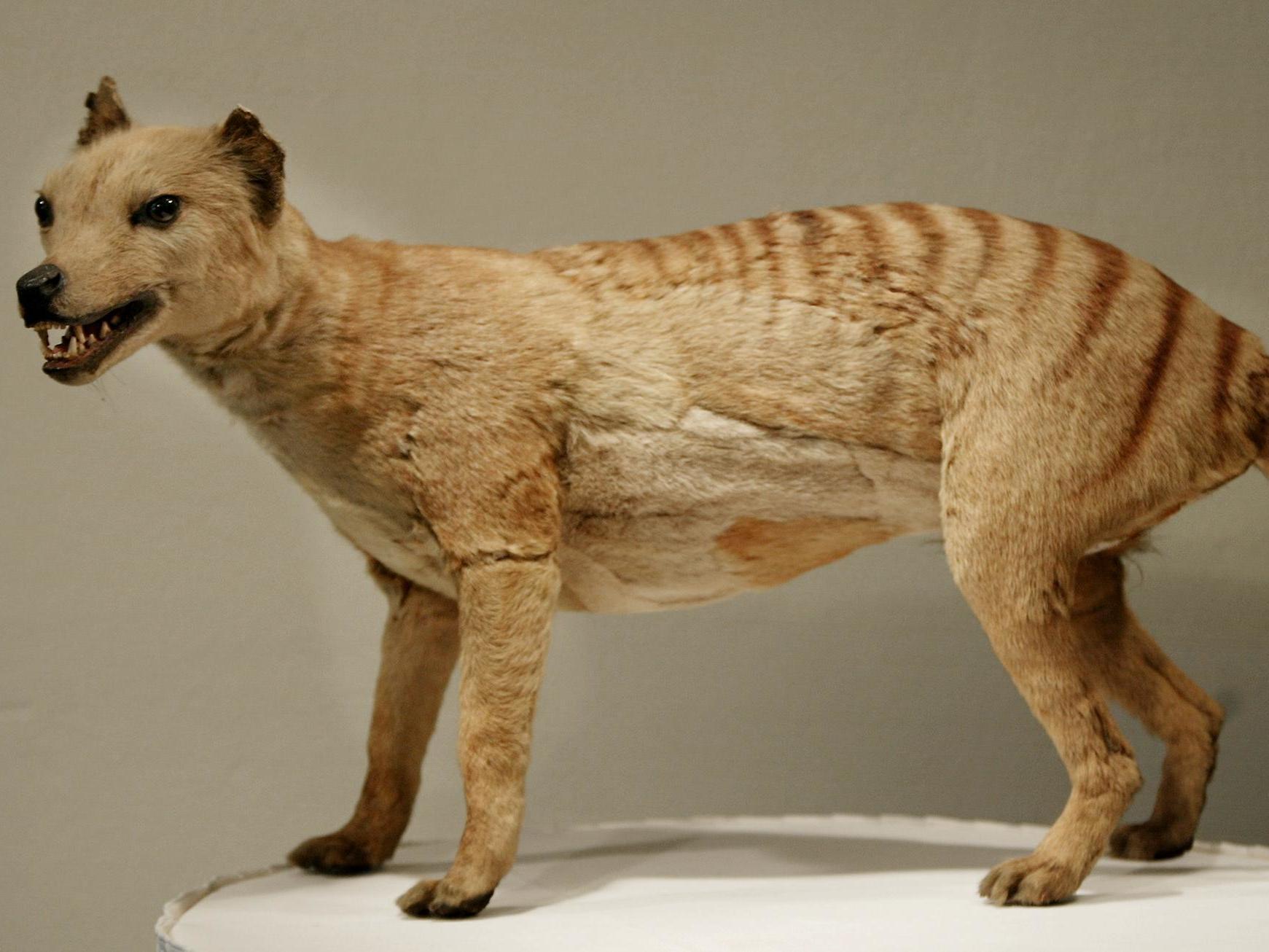 look up pictures of tasmanian tigers