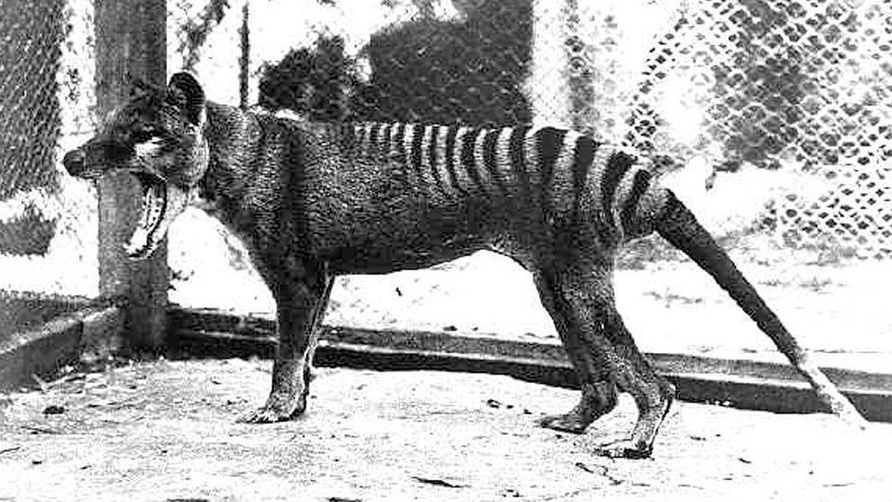 Tasmanian Tiger, Declared Extinct More Than 80 Years Ago