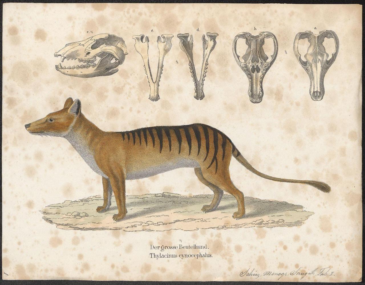 The thylacine cynocephalus The Tasmanian Tiger