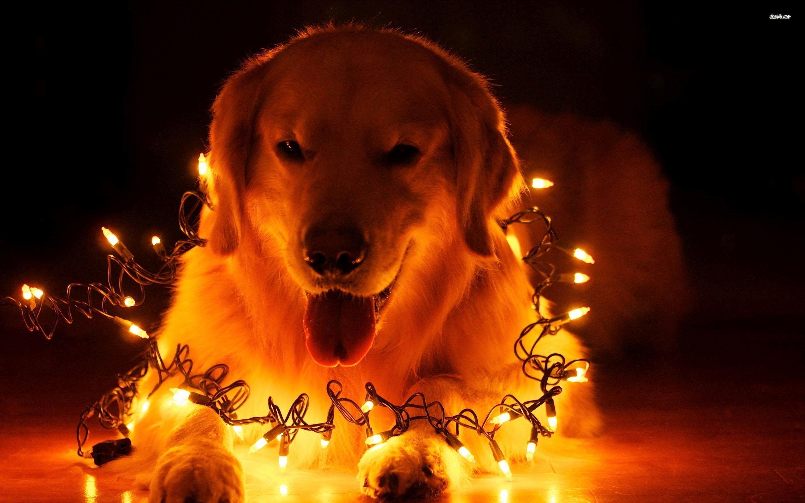 Christmas Dog Wallpaper (the best image in 2018)