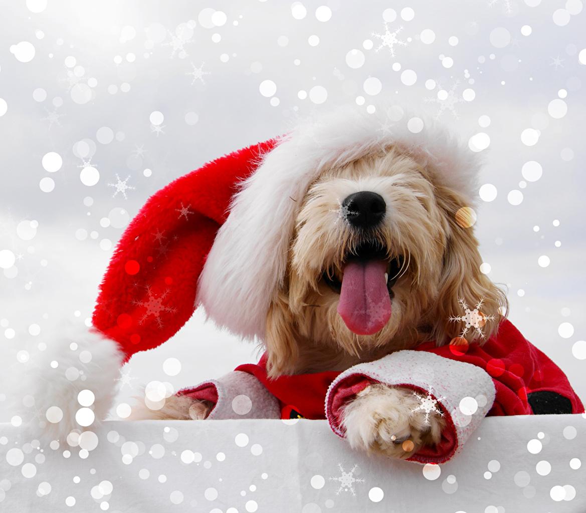 Desktop Wallpaper Maltese dog New year Tongue Winter hat