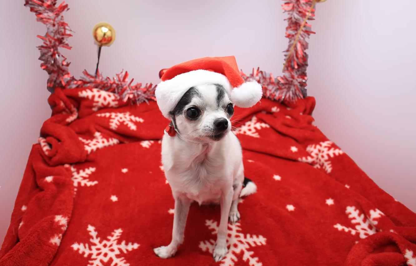 Wallpaper Christmas, dog, cute animals image for desktop