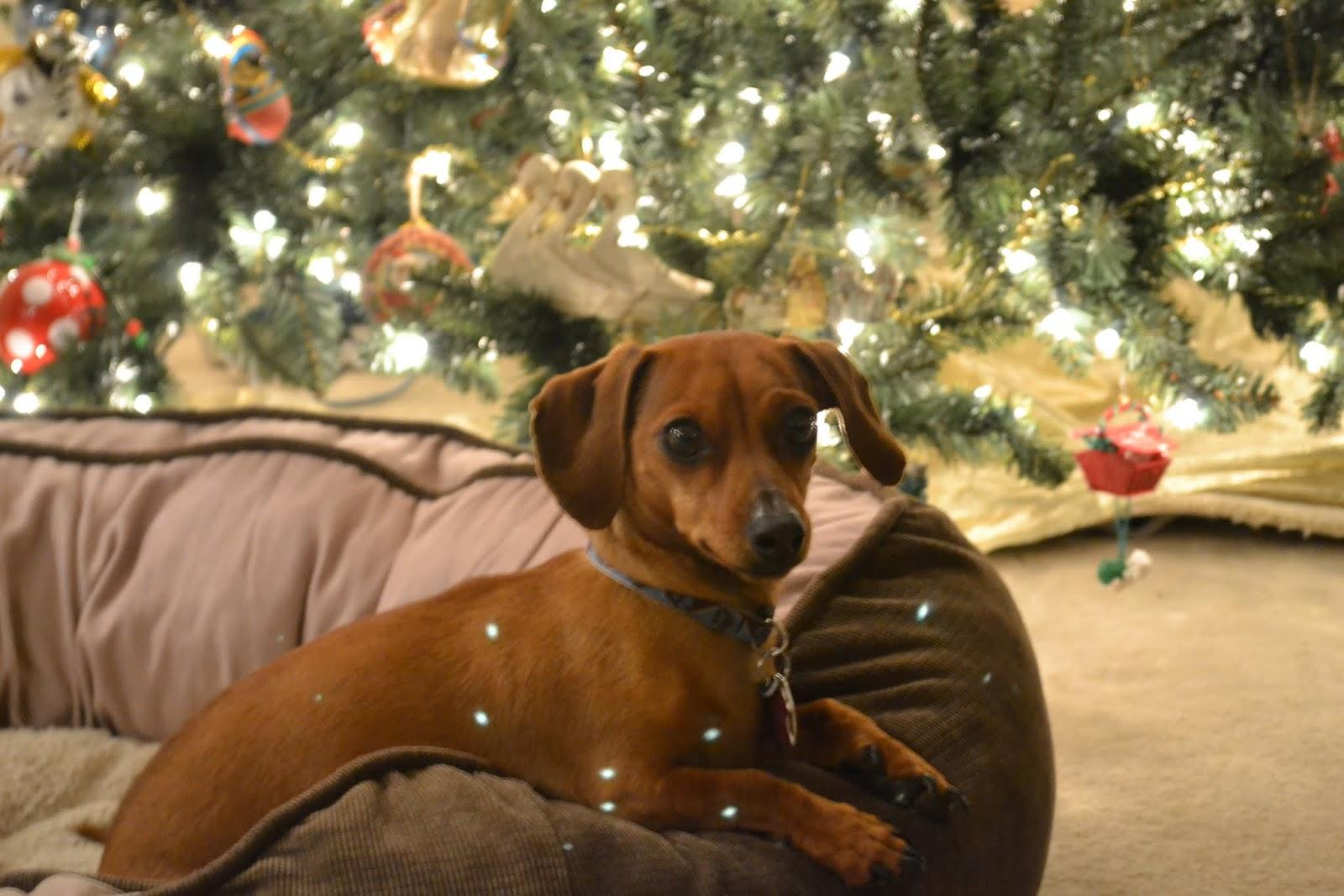 Dachshund at the Christmas tree photo and wallpaper