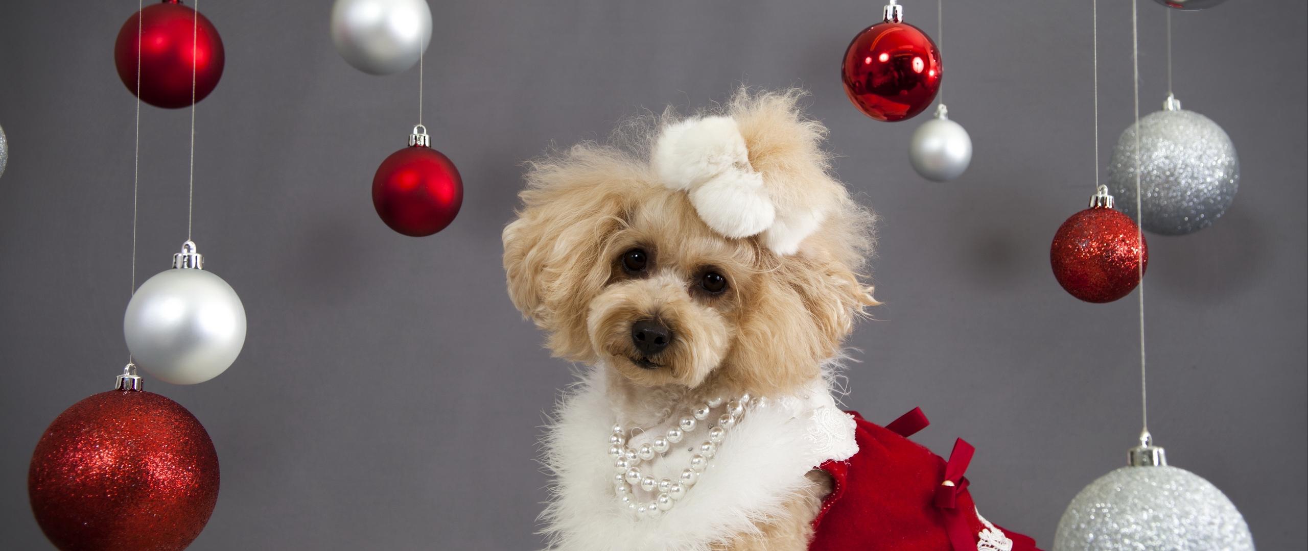 Download wallpaper 2560x1080 dog, christmas ornaments, face