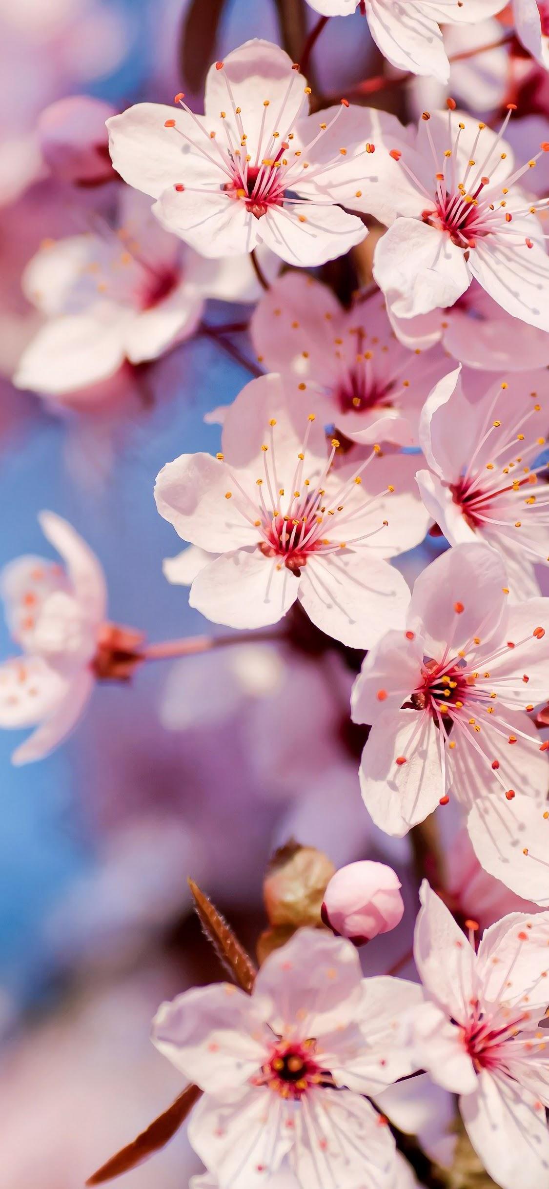 White Flower Nature 4K 3840x2160 Wallpaper