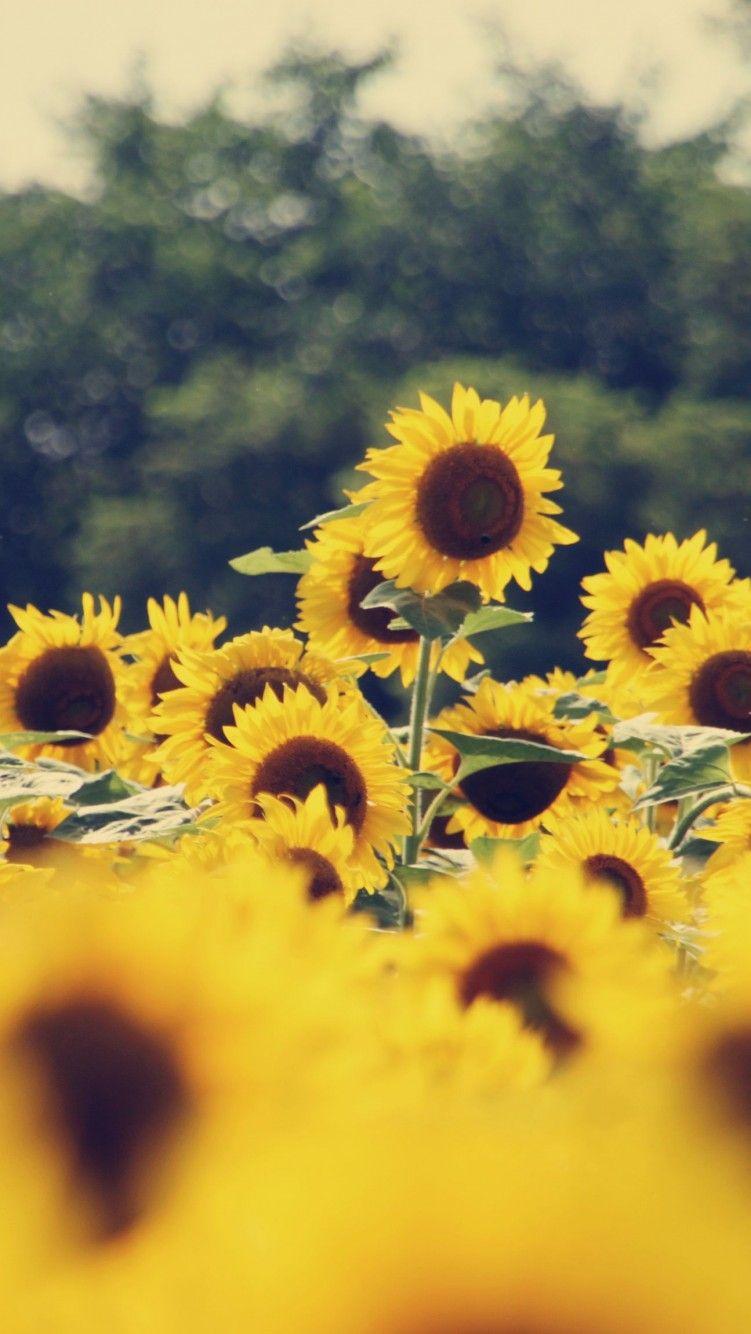 Sunflower Field iPhone X iPhone 10 HD 4k Wallpaper Flower