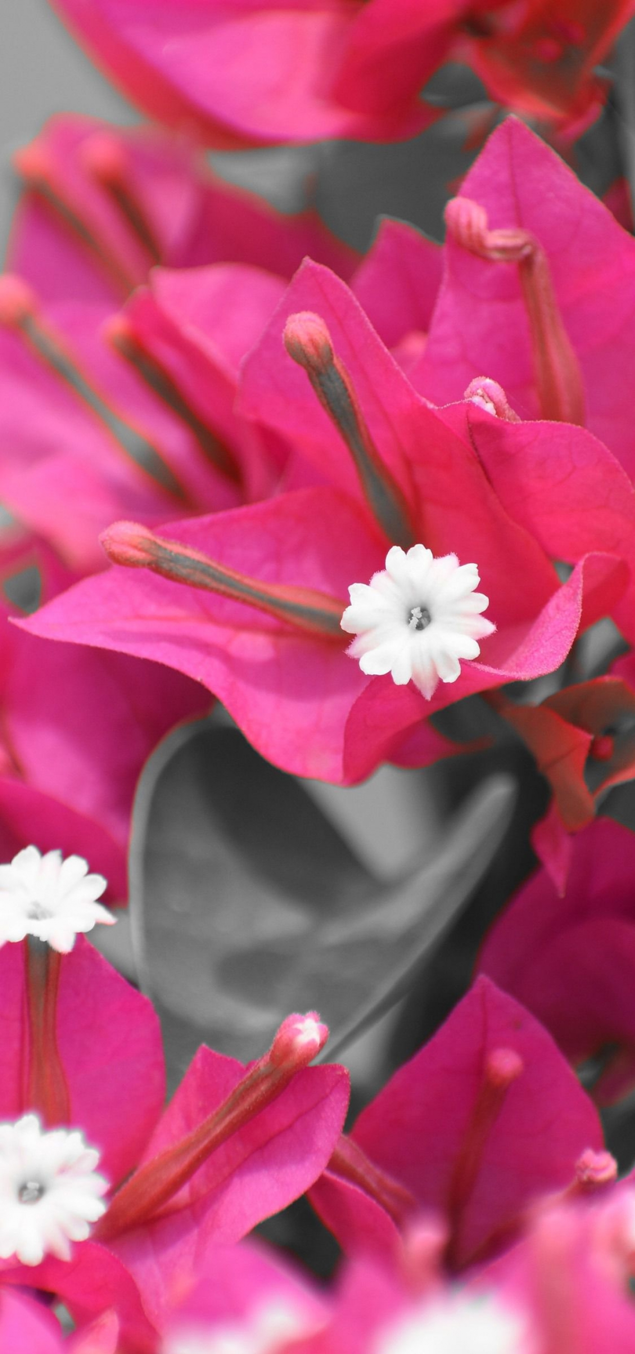 Pink and White Flower 4k Closeup Photo Wallpaper 3840x2400