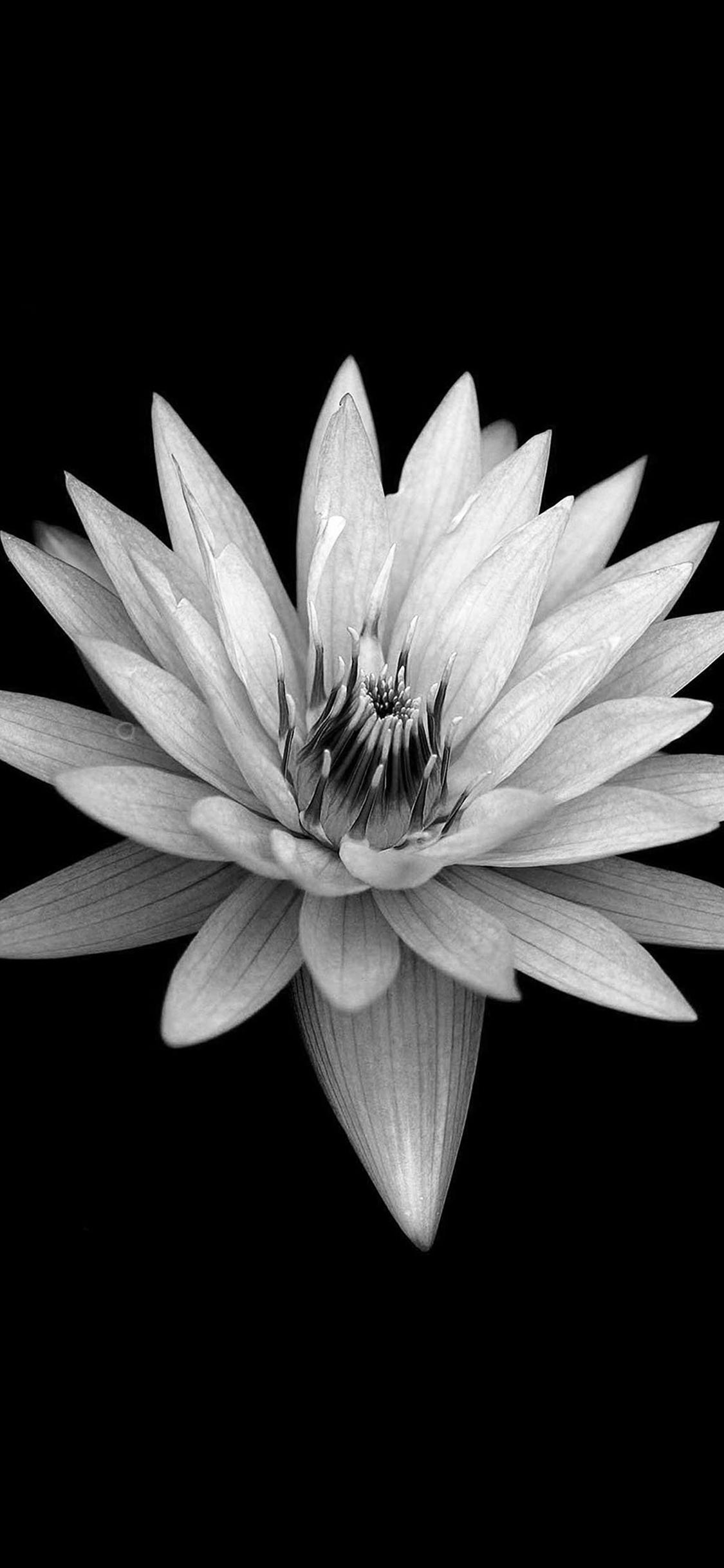 Dark Flower Black Background iPhone X Wallpaper Free Download