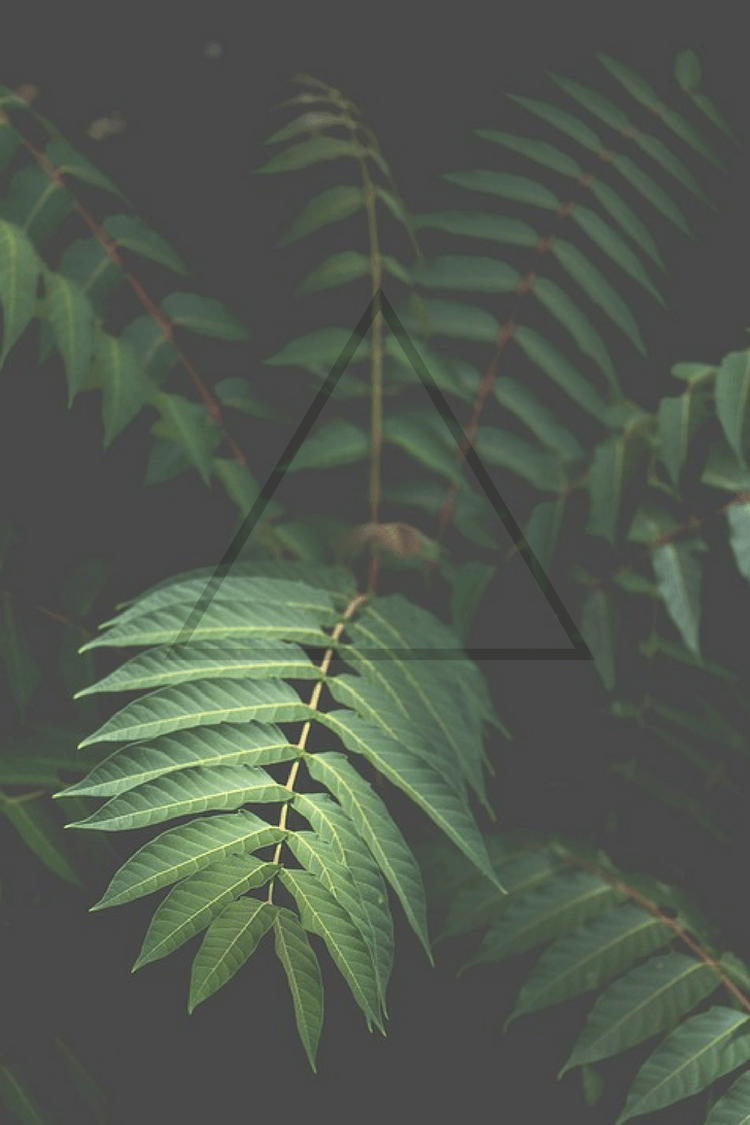 green #plants #nature #triangle #filter #wallpaper #phone