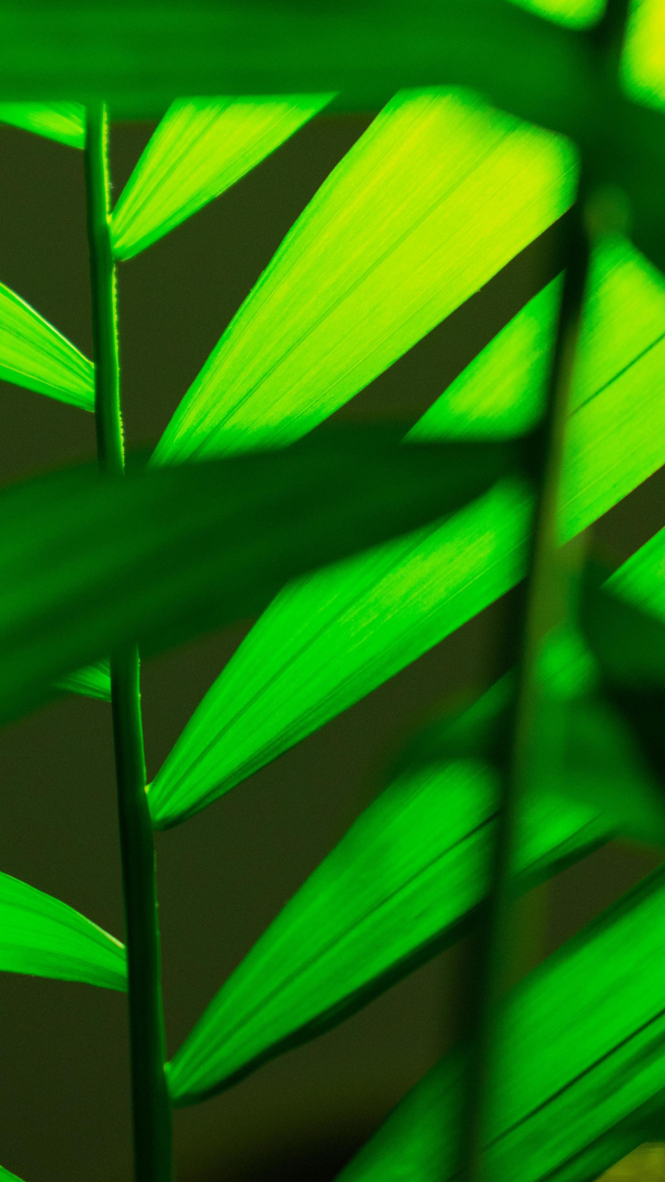 Download 2160x3840 wallpaper house plants, green, leaf