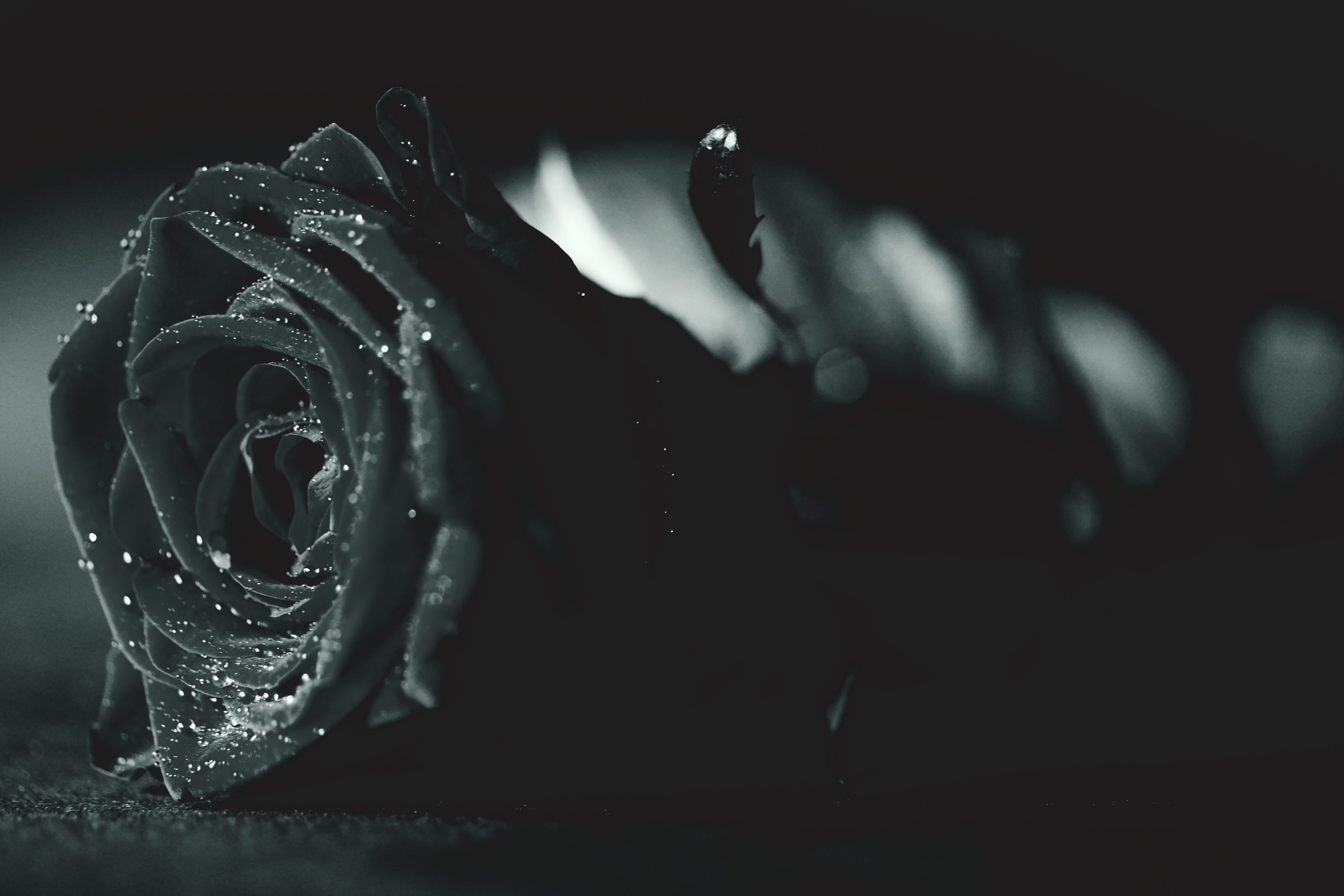Черная роза на рабочий стол