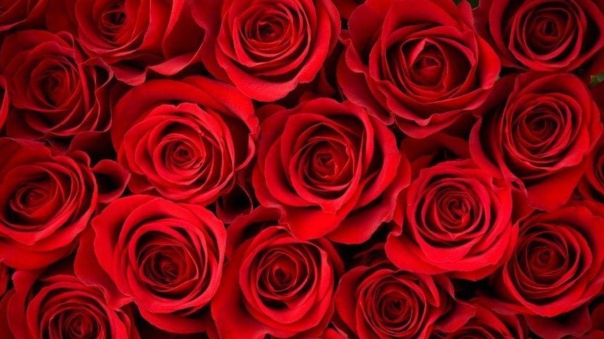 HD Red Rose Wallpaper. Rose background, Rose flower