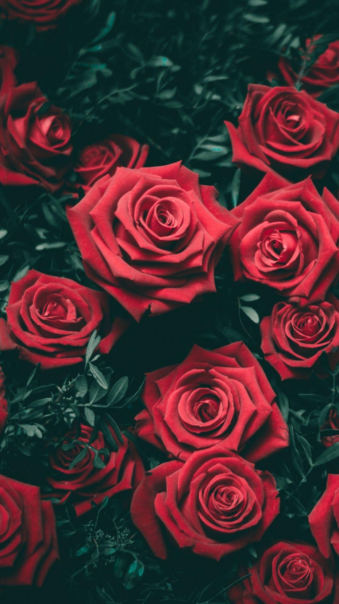 Red garden roses. Flower iphone wallpaper, Rose wallpaper
