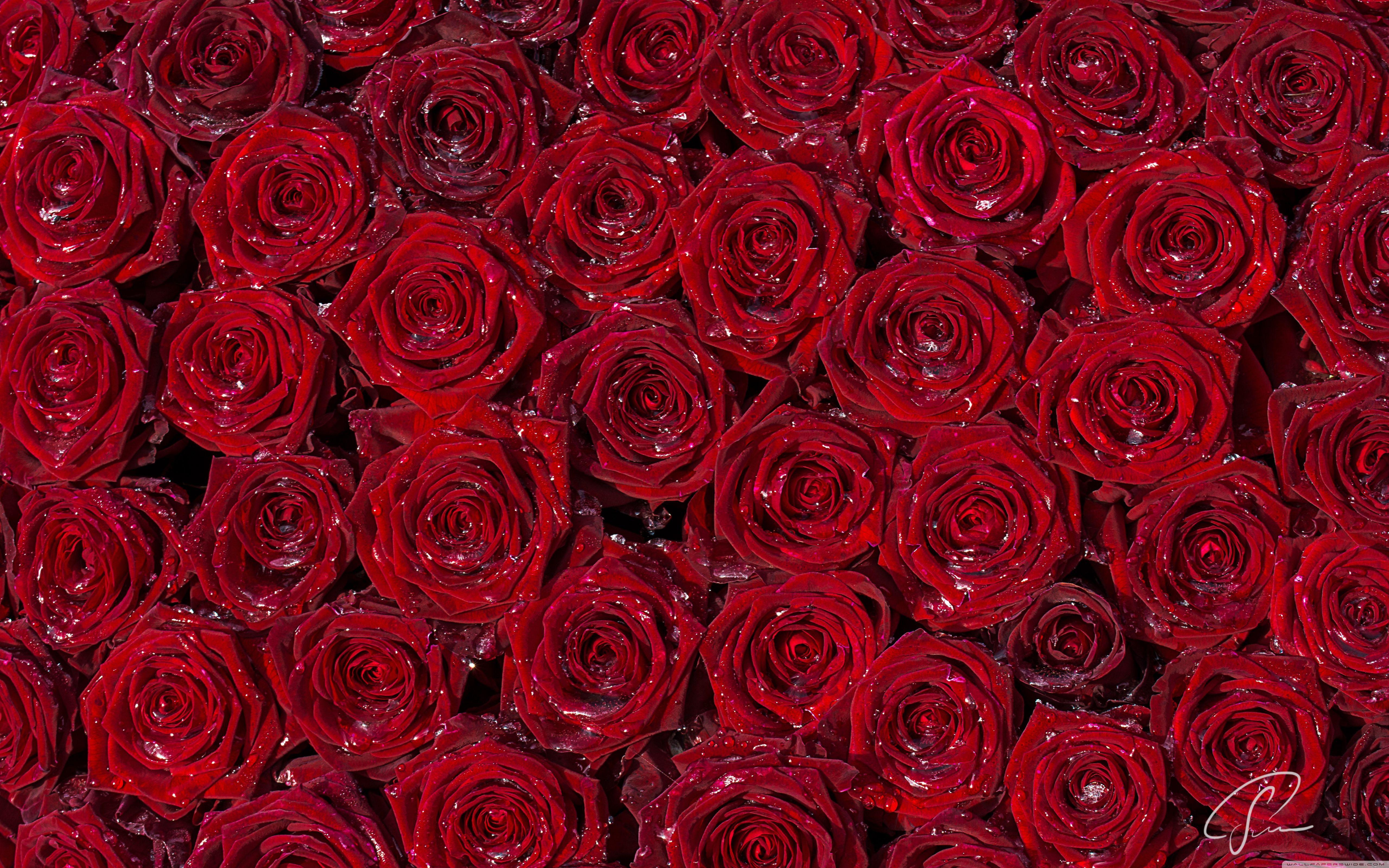 Lots Of Red Roses Wallpapers - Wallpaper Cave.