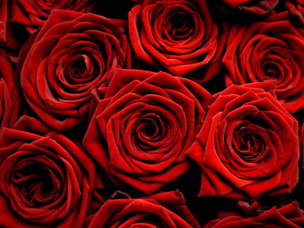 Beautiful Red Rose Image To Download