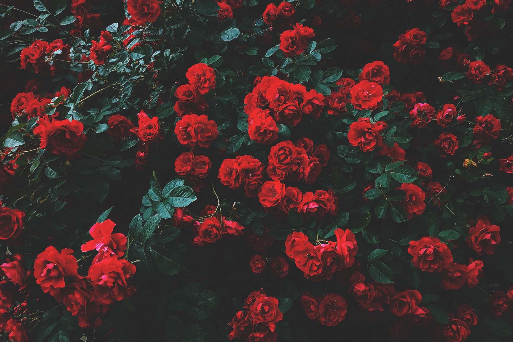 A Dozen Red Roses iPhone Wallpaper for Valentine's Day