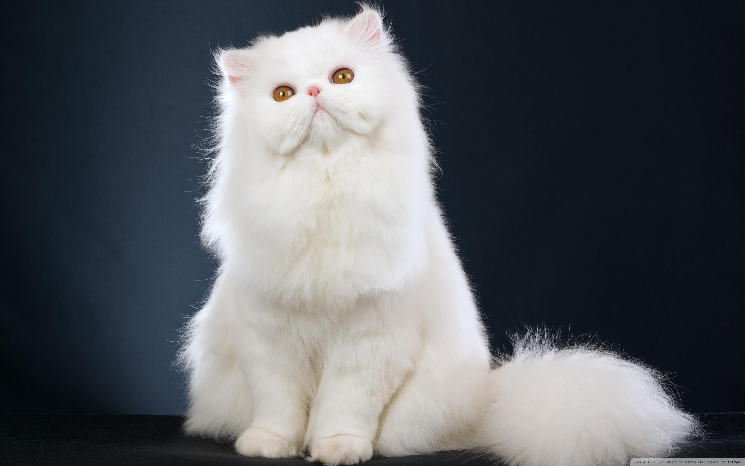 White Fluffy Cat Wallpapers - Wallpaper Cave