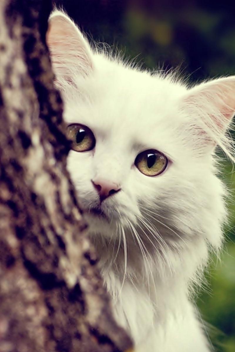 Download wallpaper 800x1200 cat, white, fluffy, look out