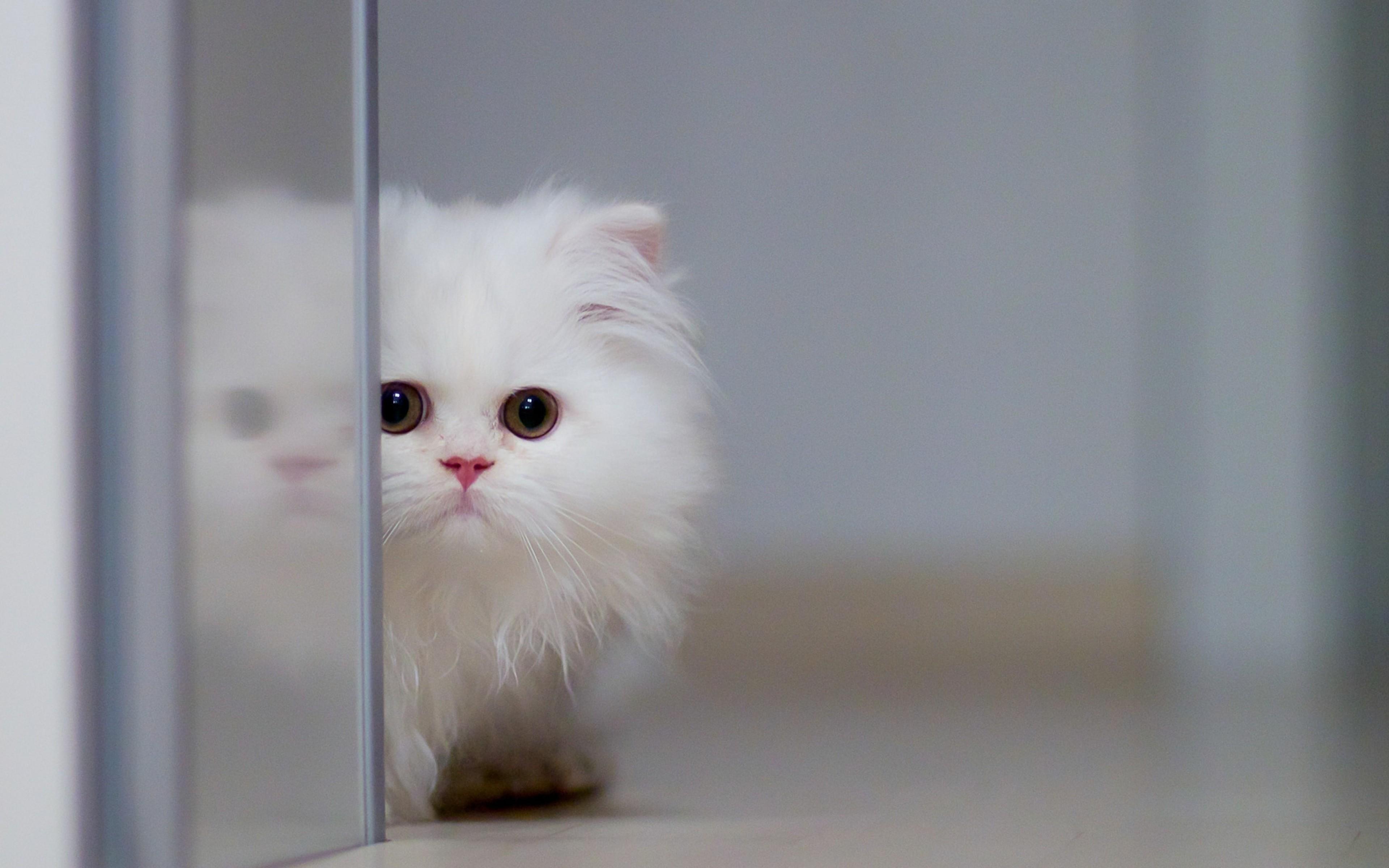 Fluffy white cat Wallpaper and Free