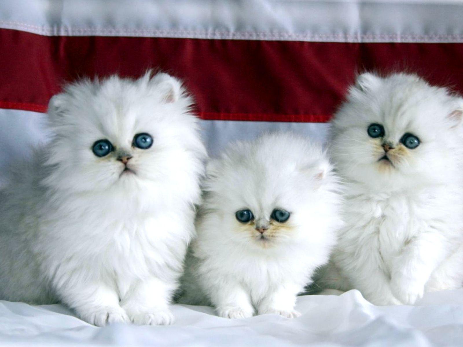 Persian cat Wallpaper HD Download. Cute cat wallpaper, Cute cats and dogs, Cute cats and kittens
